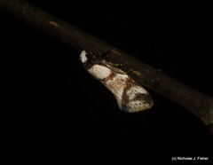 Coesyra hemiphragma