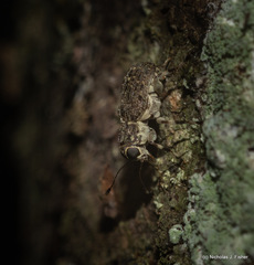 Erichsonocis