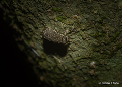 Erichsonocis