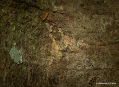 Tamba conscripta