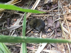 Ruschi's Rat photo 5