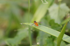 Asarkina salviae