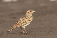 Calandrella brachydactyla