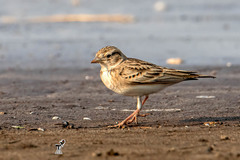 Calandrella brachydactyla