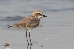 Charadriidae