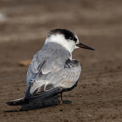 Sternula albifrons