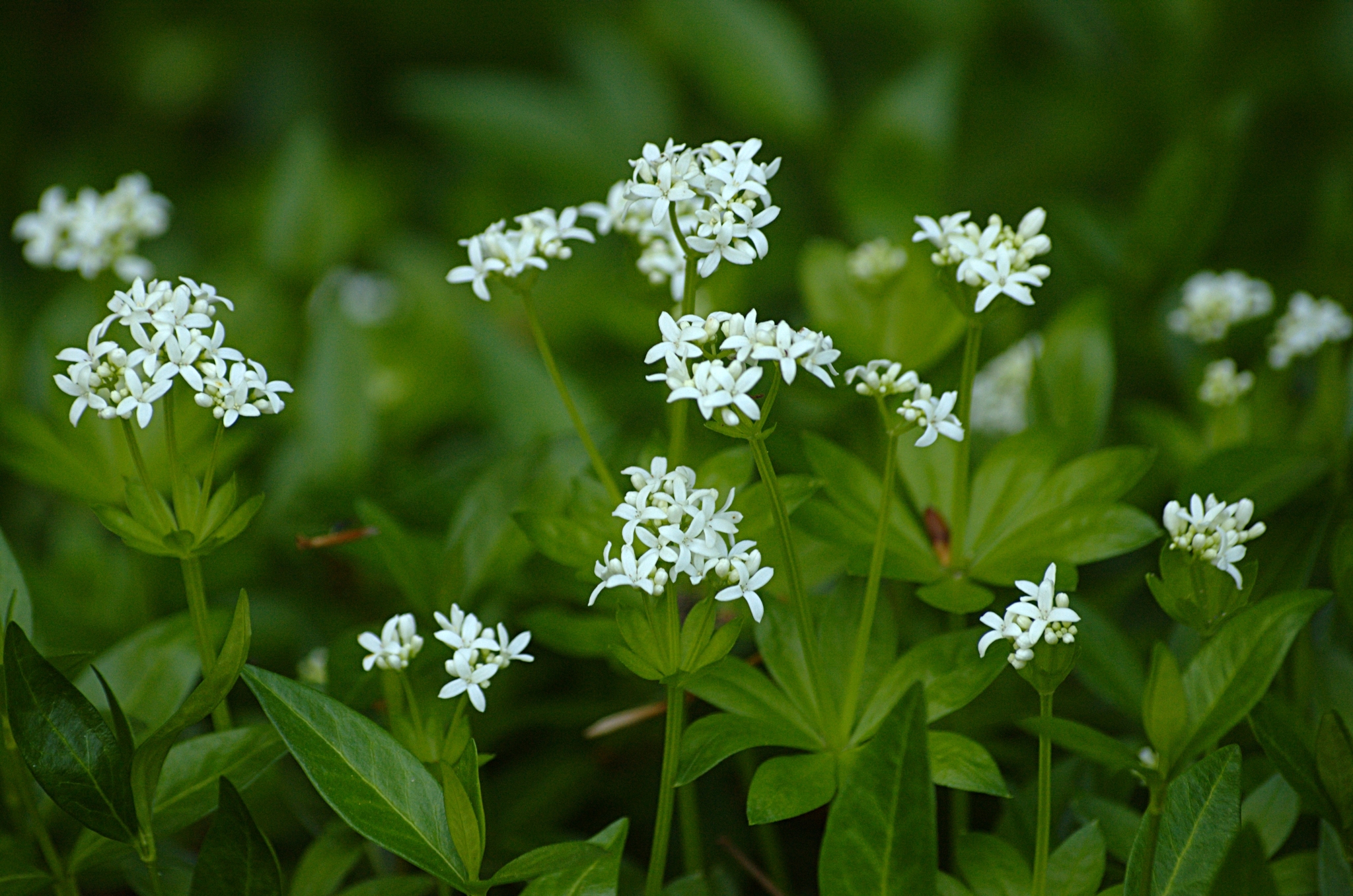 Подмаренник душистый фото. Подмаренник (Галиум). Подмаренник Galium odoratum. Подмаренник душистый. Ясменник пахучий.