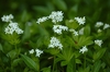Sweet Woodruff - Photo (c) AnneTanne, some rights reserved (CC BY-NC)