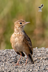 Anthus rufulus