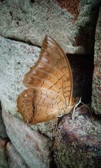 Charaxes aristogiton
