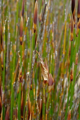 Ceratocaryum decipiens
