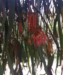 Amyema pendula pendula