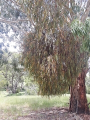 Amyema pendula pendula