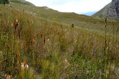 Ceratocaryum decipiens