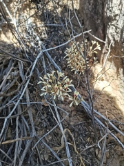 Pelargonium punctatum