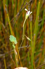 Pelargonium setulosum