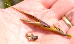 Ceratocaryum decipiens