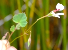 Pelargonium setulosum