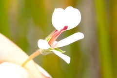 Pelargonium setulosum