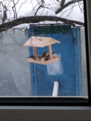 Passer domesticus
