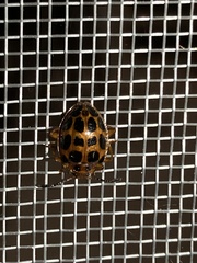 Corynomalus dentatus