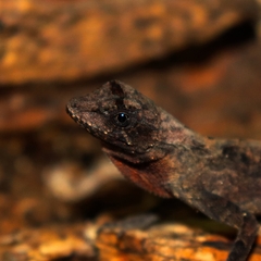 Anolis brasiliensis