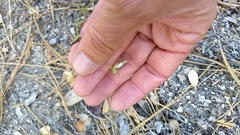 Cordylanthus nevinii