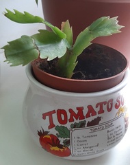 Schlumbergera buckleyi