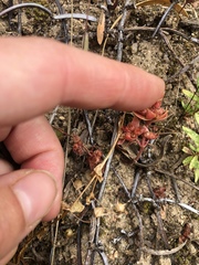 Crassula bergioides