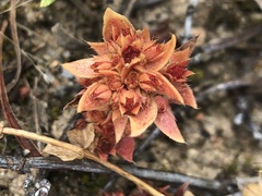 Crassula bergioides