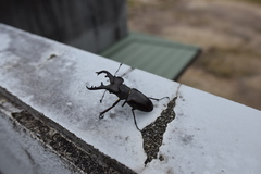 Lucanus maculifemoratus