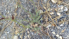 Cordylanthus nevinii