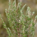 Cliffortia dispar - Photo (c) Nick Helme, some rights reserved (CC BY-SA), uploaded by Nick Helme