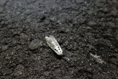 Zeuzera multistrigata