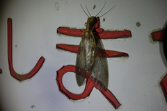 Protohermes grandis