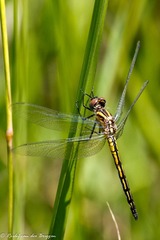 Trithemis dorsalis