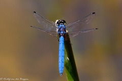Trithemis dorsalis
