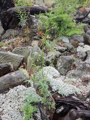 Chenopodium novopokrovskyanum