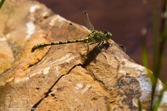 Ceratogomphus pictus