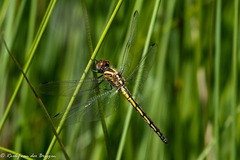 Trithemis dorsalis