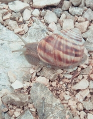 Helix secernenda