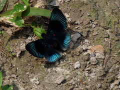 Lyropteryx apollonia