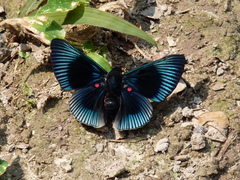 Lyropteryx apollonia