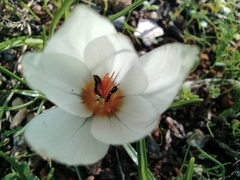Crocus hyemalis