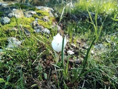 Crocus hyemalis
