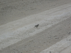 Sicalis flaveola