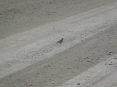 Sicalis flaveola