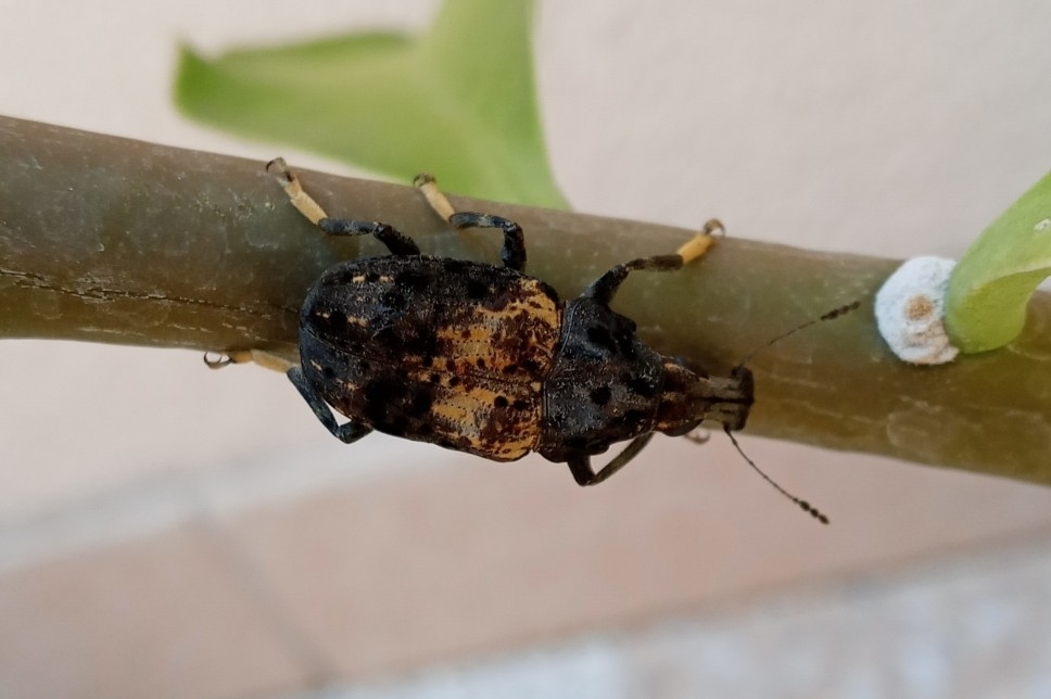 Stenocerus fulvitarsis