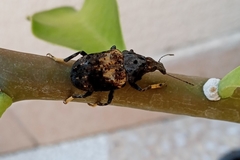 Stenocerus fulvitarsis