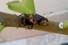 Stenocerus fulvitarsis